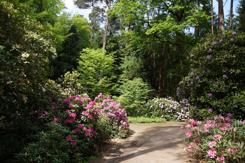 Waldweg mit Rhodos und Bäumen im Rhodopark im Ammerland