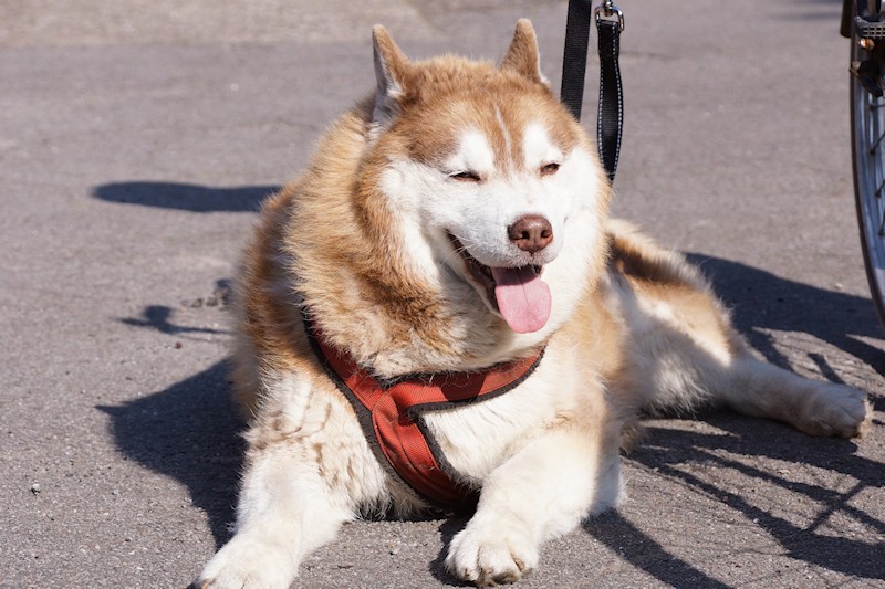 Brustgeschirr für Hund