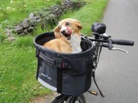 Fahrradkorb für Hunde im Test