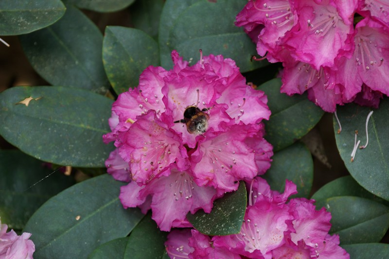 Eine Hummel auf einer Rhodoblüte