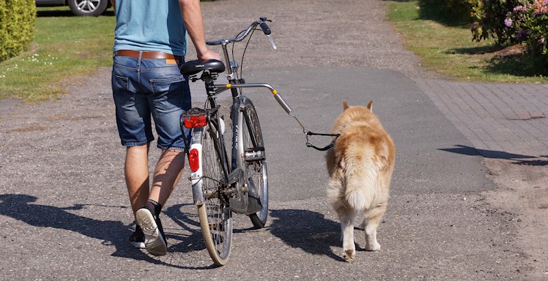 Hund neben dem Fahrrad