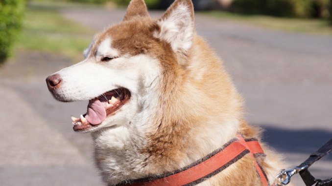 Fahrradfahren mit Hund – Darauf sollte man achten