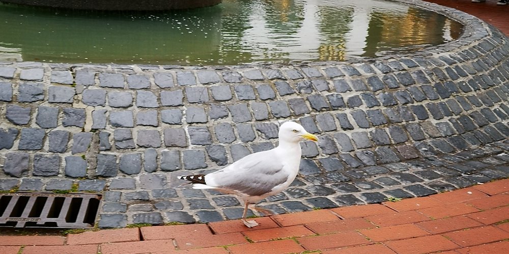 Möwe auf Norderney