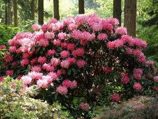 Fahrradtour zum Rhododendronpark Bruns in Gristede